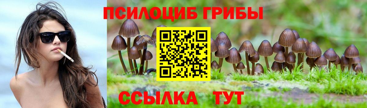 Горно-Алтайск  Псилоцибиновые грибы Cubensis  Вход с VPN 